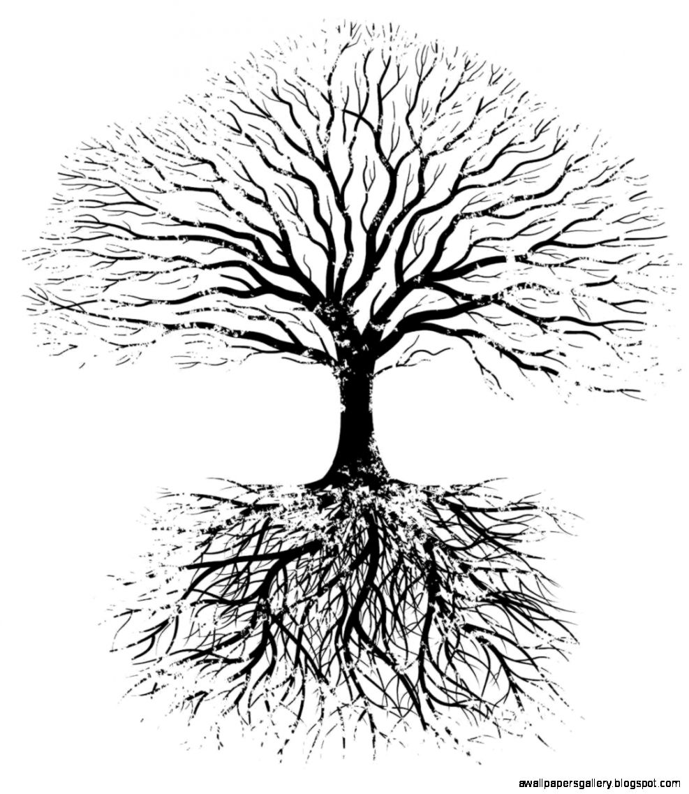 Tree Drawing With Roots