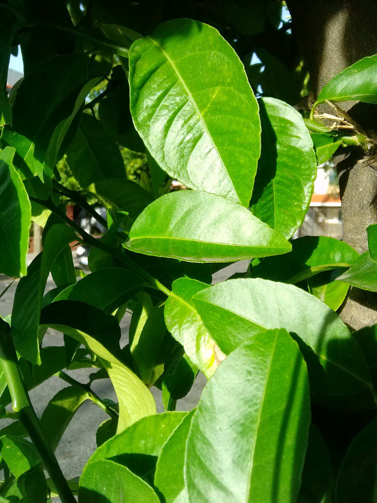 Let's make magic!: Mi hoja de limón