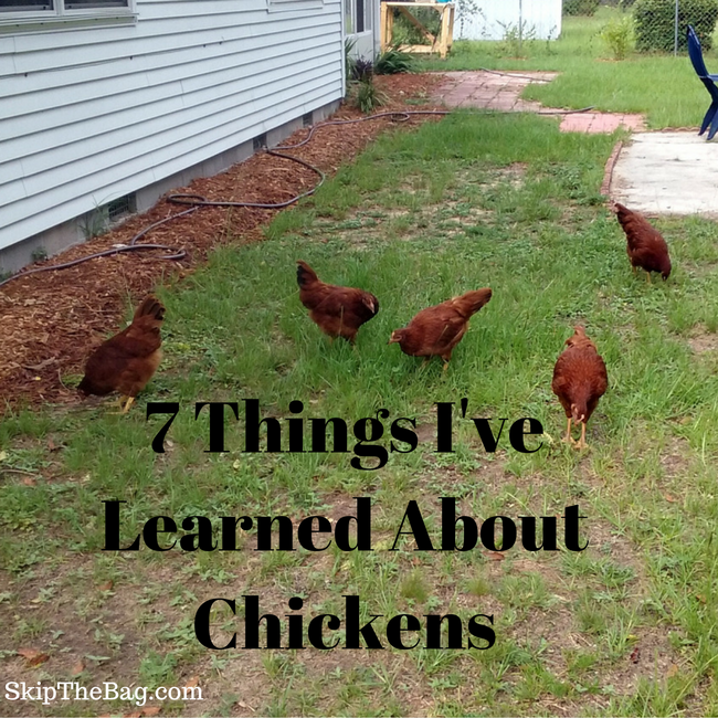 Skip The Bag 7 Things I've Learned Since Having Chickens