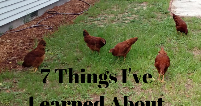 7 Things I've Learned Since Having Chickens