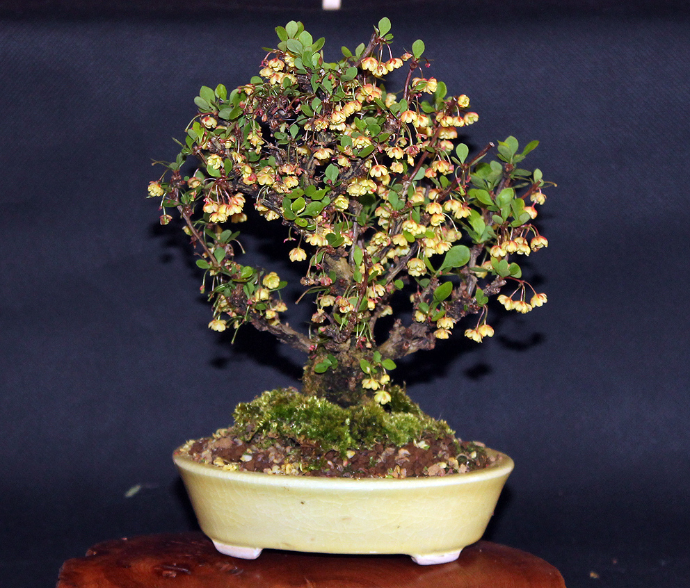 Little Cornish Trees Cornwall Bonsai Society & the National Trust