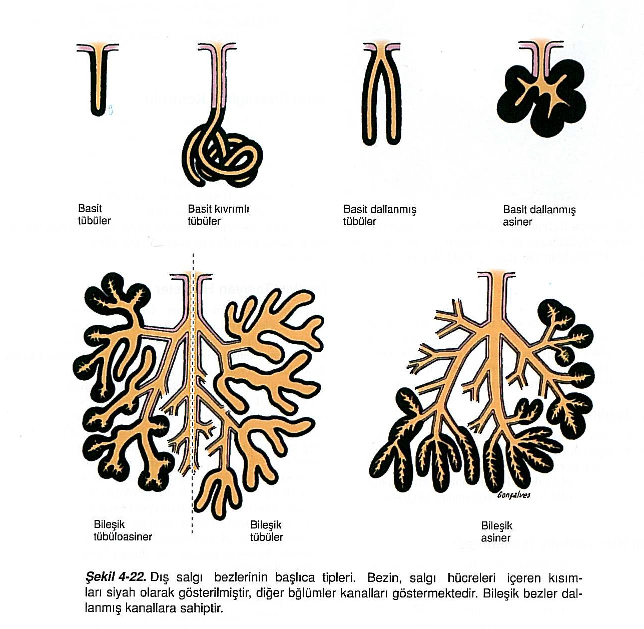 Виды желез. Морфологическая классификация экзокринных желез. Трубчатые экзокринные железы. Экзокринные железы классификация гистология. Схема классификации экзокринных желез.