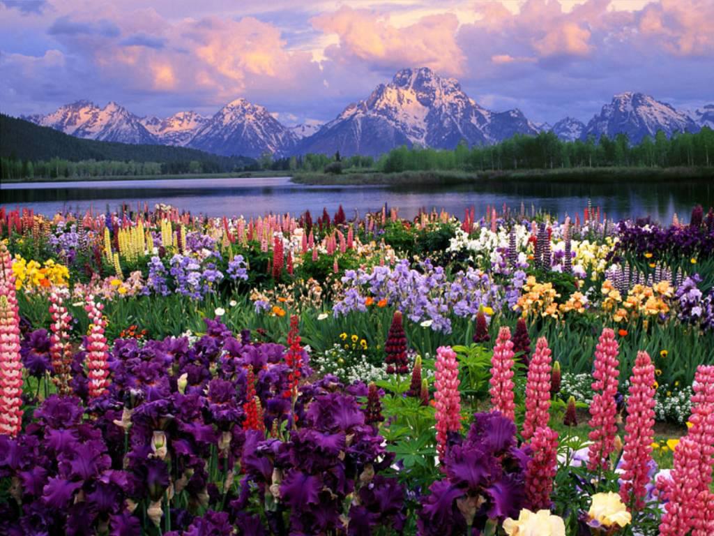 Keindahan Bunga Alam Semulajadi Relaks Minda Gambar Cantik