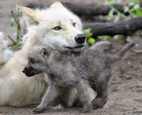 White Wolf : On World Animal Day These 10 Photos of Wolf Pups Is The ...