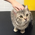 RSPCA cats looking for a home in Bolton