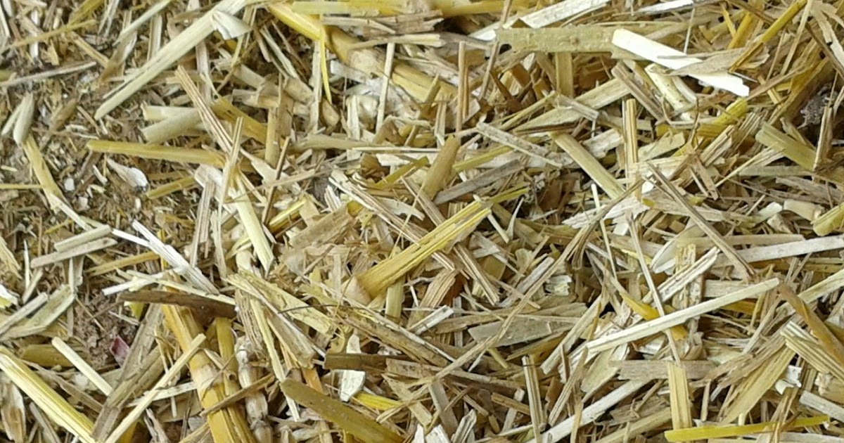 Mushroom Cultivation in India Arun Gupta My Choice of Straw for