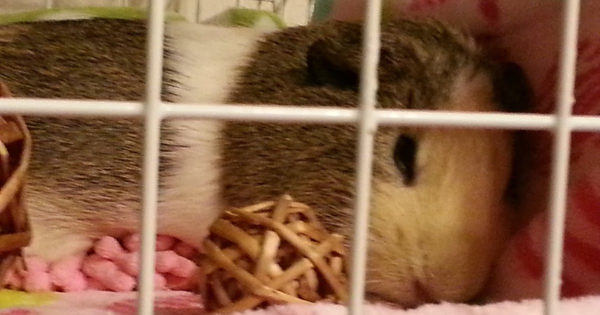 Happy Piggy Time Cute Guinea Pig Happy Nap time...zzz...