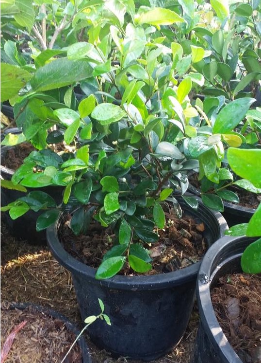 Plants For Sale Cedar Bay Cherry