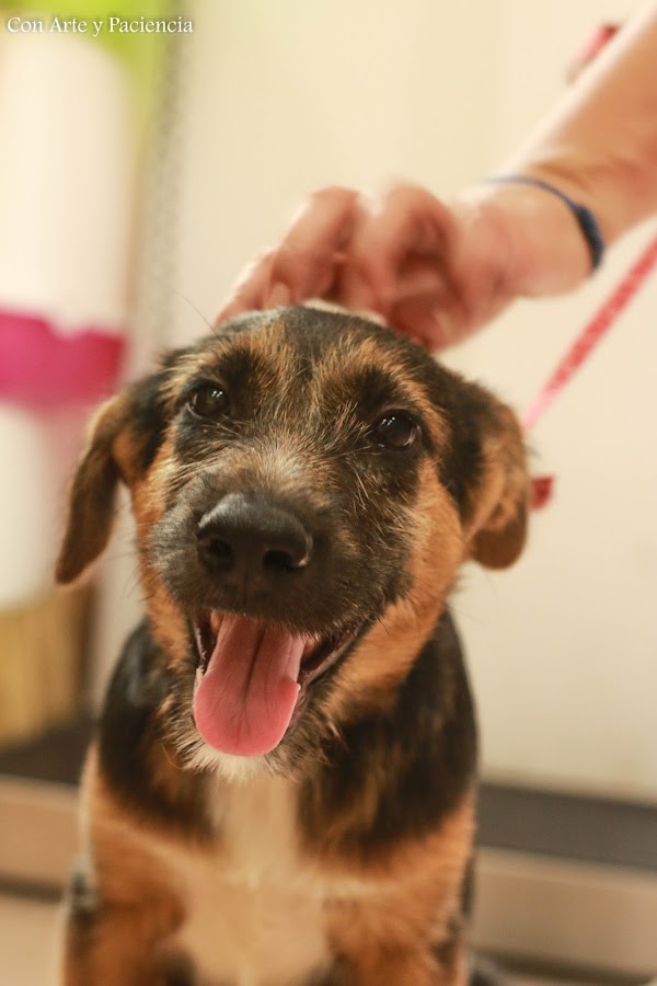 adoptar, perro, salvar una vida, valencia, alzira, maltratado, rio,adoptante, miedo, cariño, amor, ternura, 