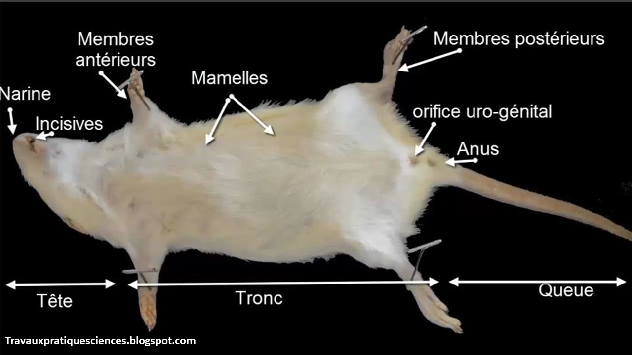 DISSECTION ET ANATOMIE DU RAT DISSECTION ET ANATOMIE DU RAT