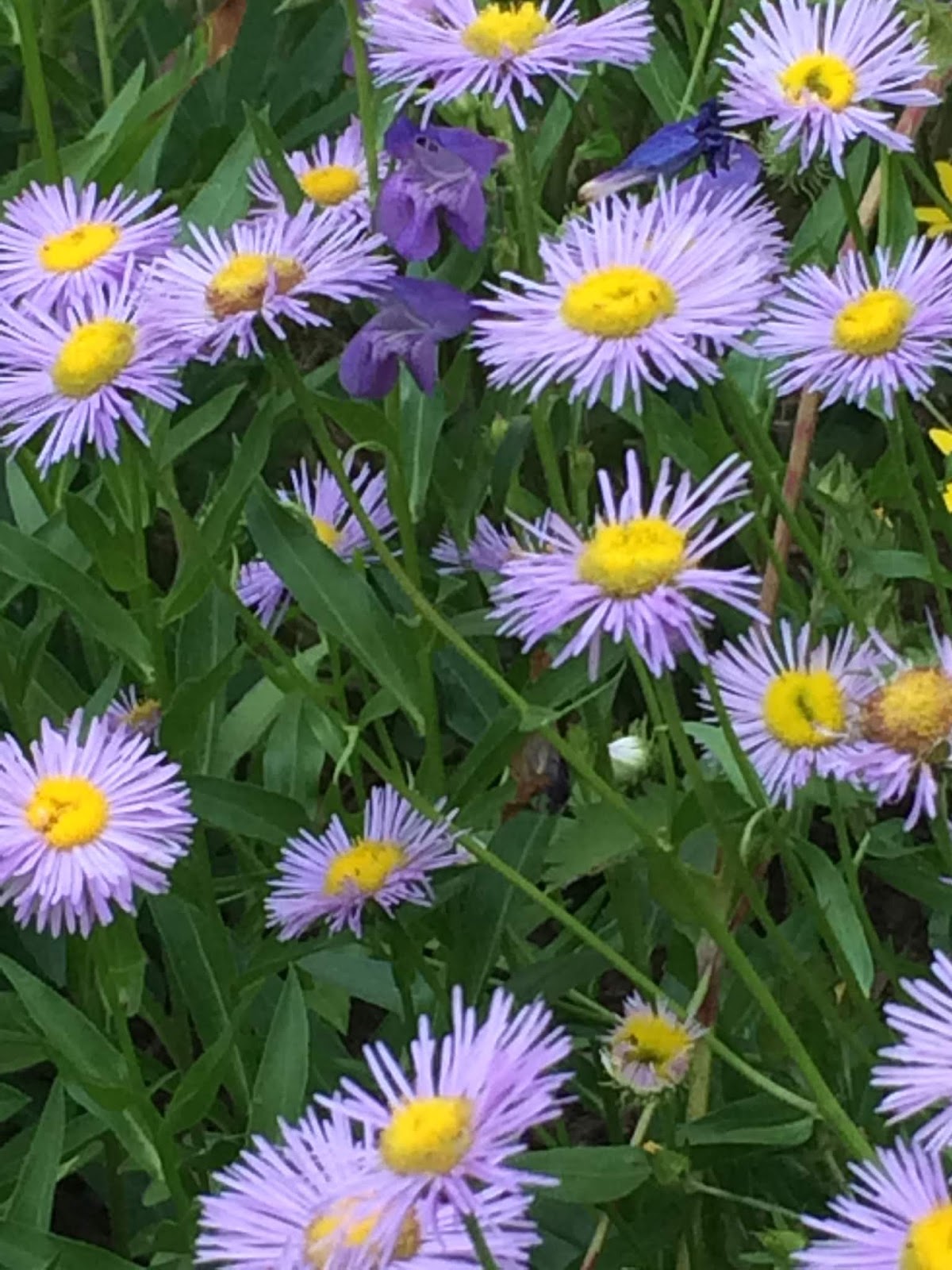 Colorado Mountain Gardener Paint my Garden Purple