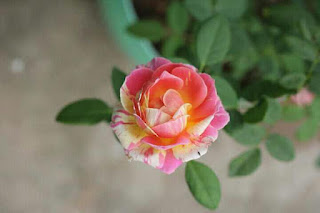 hoa hồng đẹp nhất