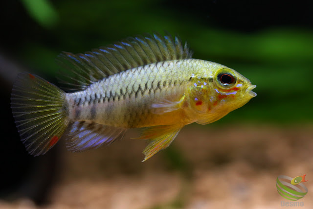 Apistogramma viejita from Colombia