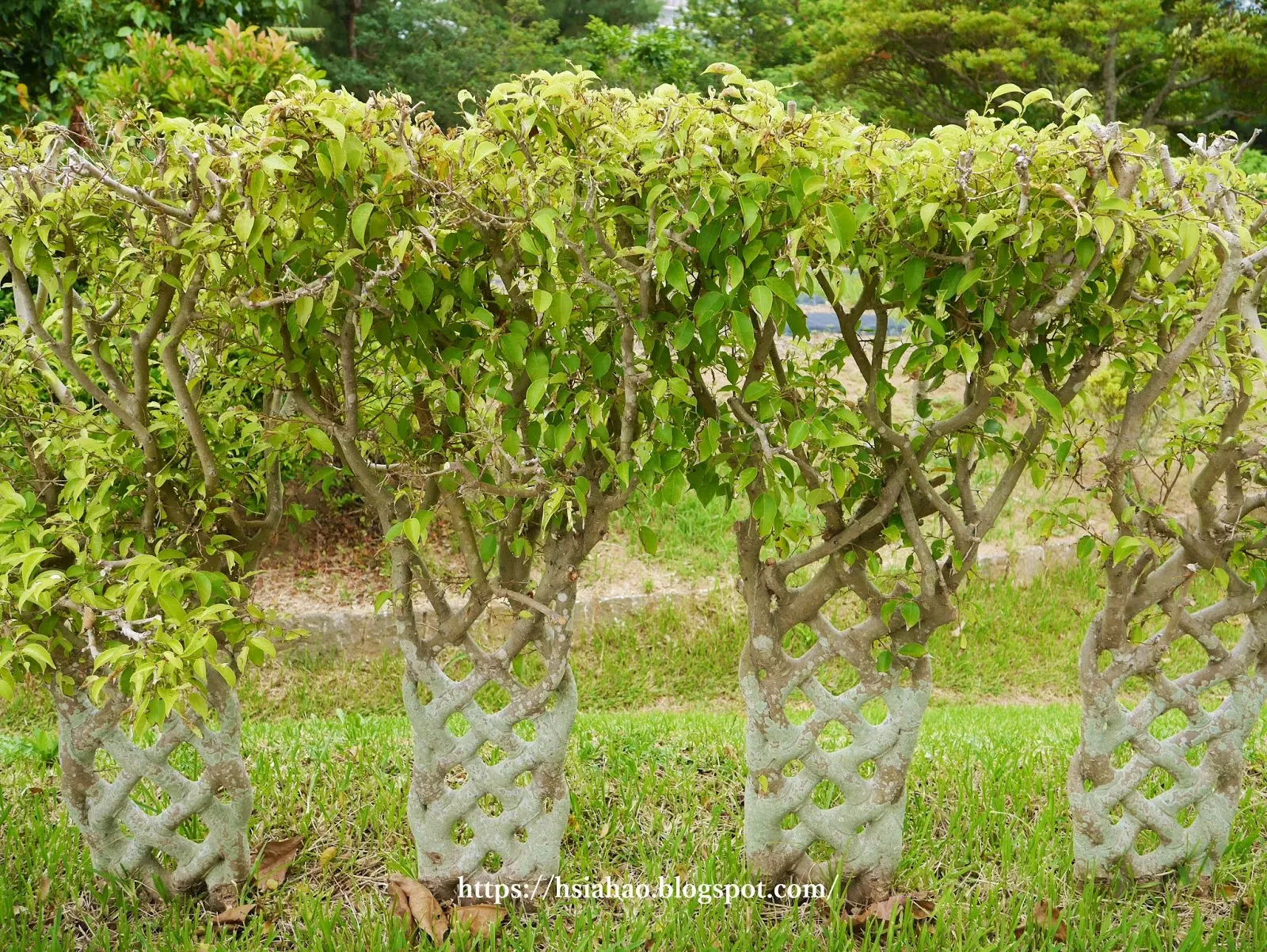 沖繩-海洋博公園-熱帶亞熱帶都市綠化植物園-海洋博公園景點-自由行-旅遊-旅行-okinawa-ocean-expo-park