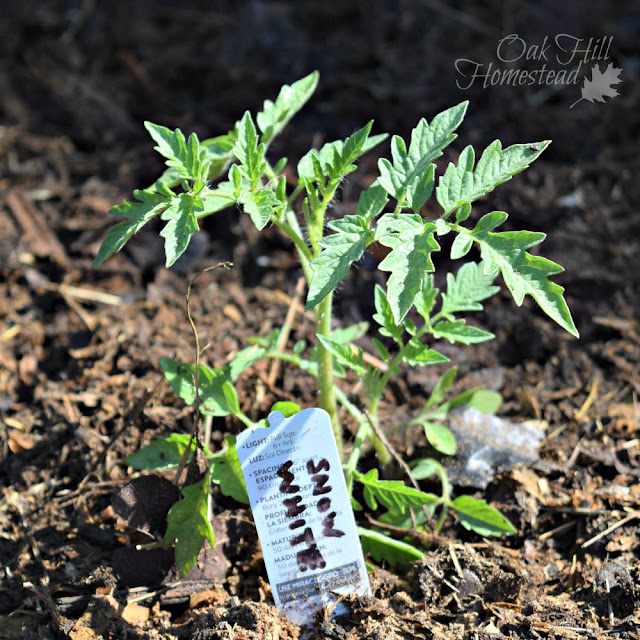 A young Snow White tomato plant growing in the garden.