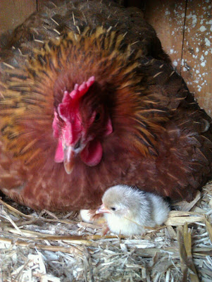 Esmerelda+and+first+pekin+chick+day+old.jpg