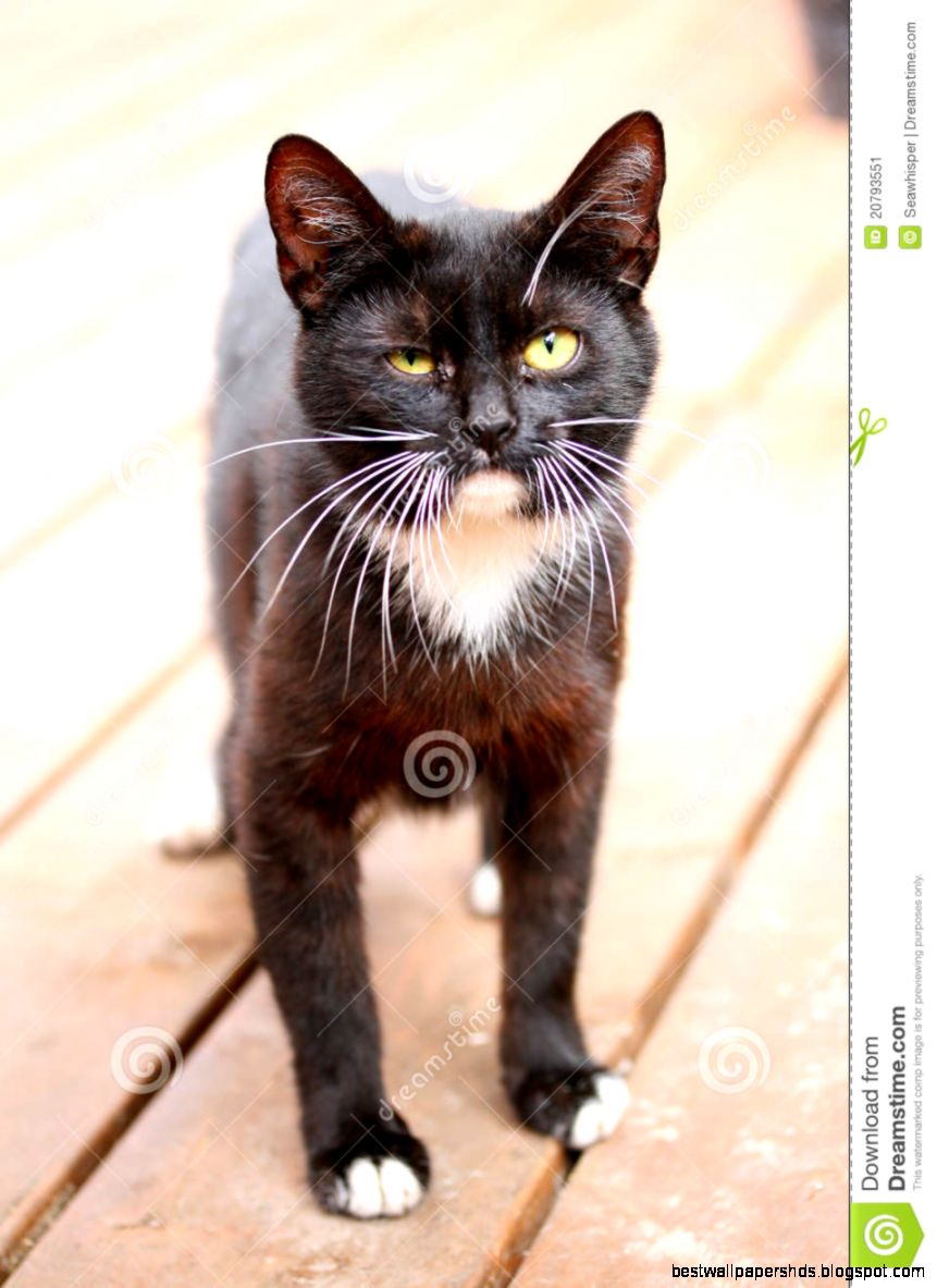 Funny Looking Black Cat Stock Image   Image 20793551
