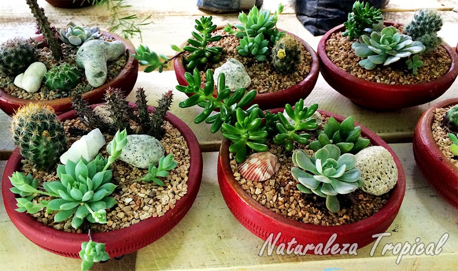 Mini-cultivos de plantas suculentas en macetas de barro