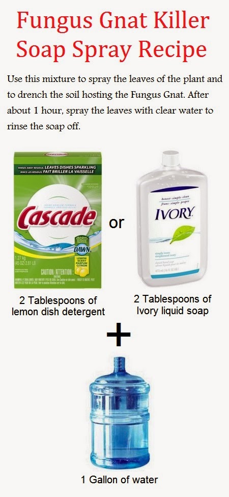 Natural Spray To Get Rid Of Gnats Natural Spray To Get Rid Of Gnats