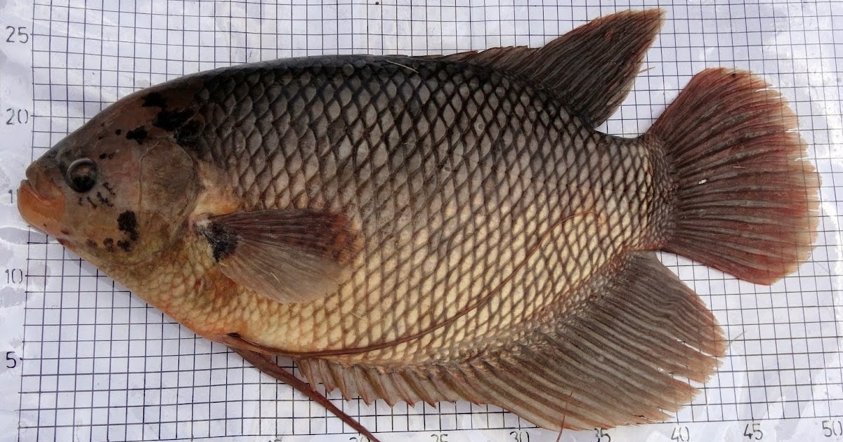 Mimpi Ikan Gurame 4d