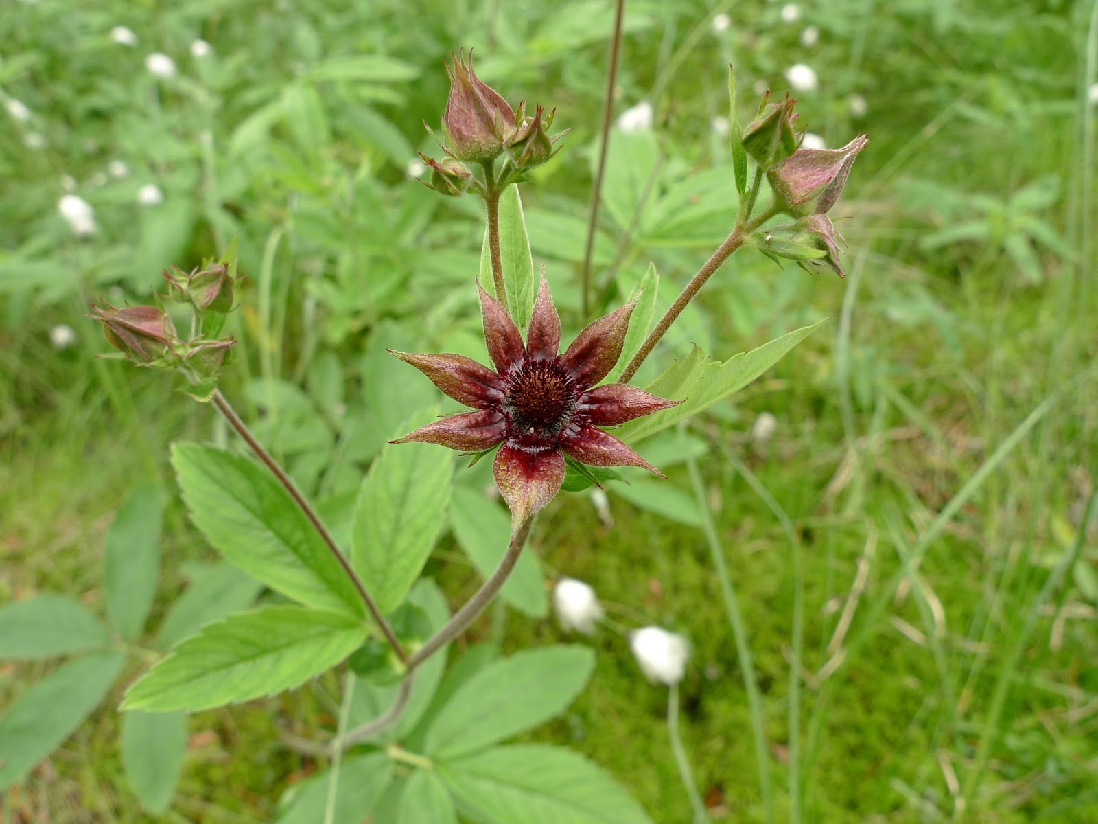 Retkiä kasvimaailmaan Kurjenjalka
