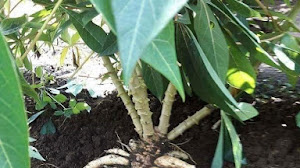 Tehnik baru menanam singkong agar berumbi banyak dan menghasilkan panen yang melimpah 5x lipat.