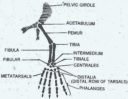 Birds To Dinosaur: Python Vestigial Pelvis, Femur and Spur
