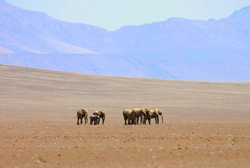 Пустынные слоны