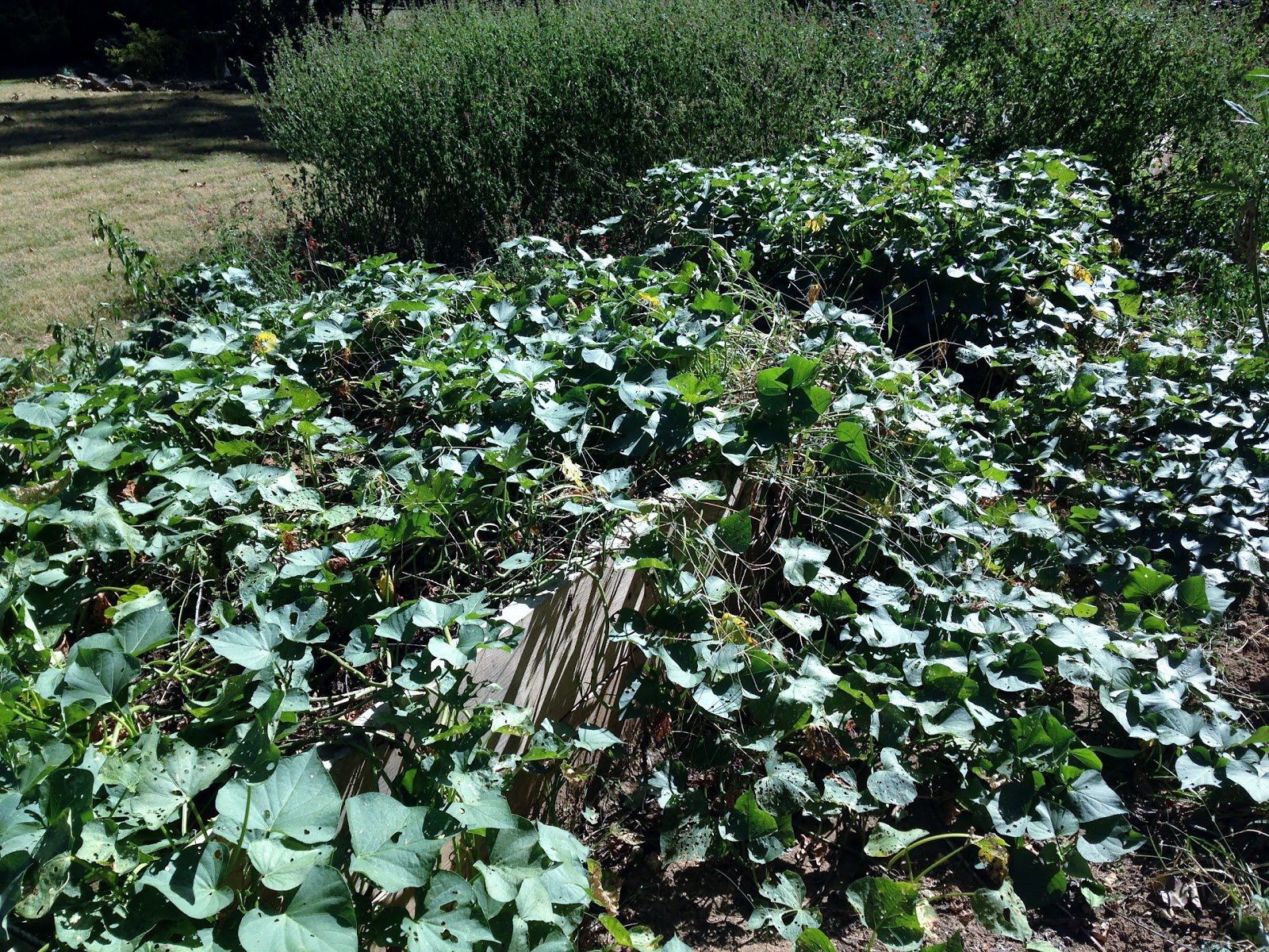 Sweet Potato Crop