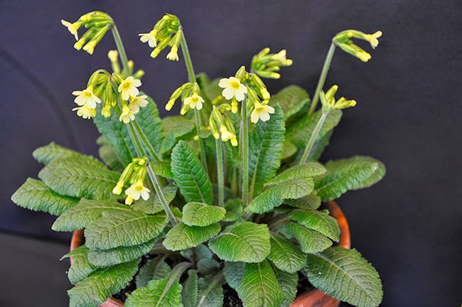 Sowing The Seeds Flowering Shrubs Viburnums Flowering Almonds