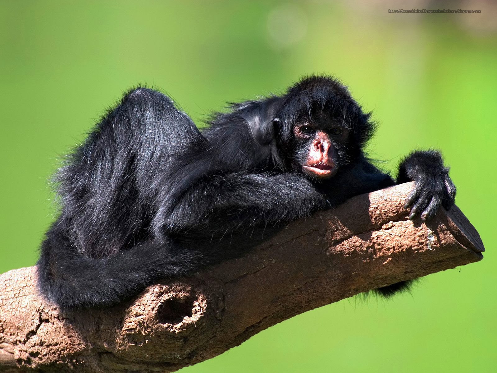 Beautiful Wallpapers for Desktop monkey wallpapers hd