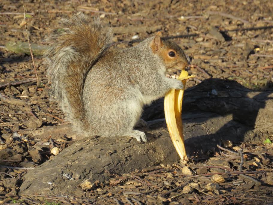 EV Grieve Today in photos of a squirrel eating a banana in Tompkins