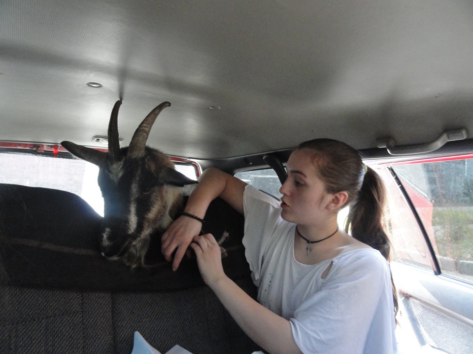 Как перевезти козу. Коза в машине. Коза в багажнике автомобиля. Коза в багажнике. Коза за рулем.