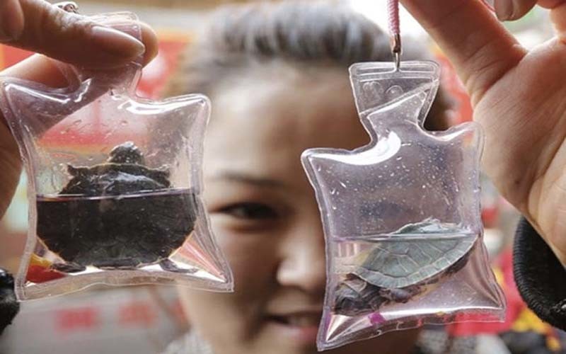 Animals Trapped Alive In Keychains Are Sold For $1.50 In China