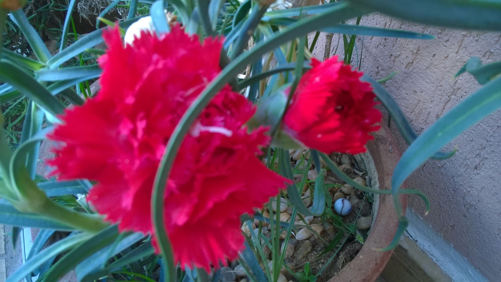 How To Grow Carnation Plant