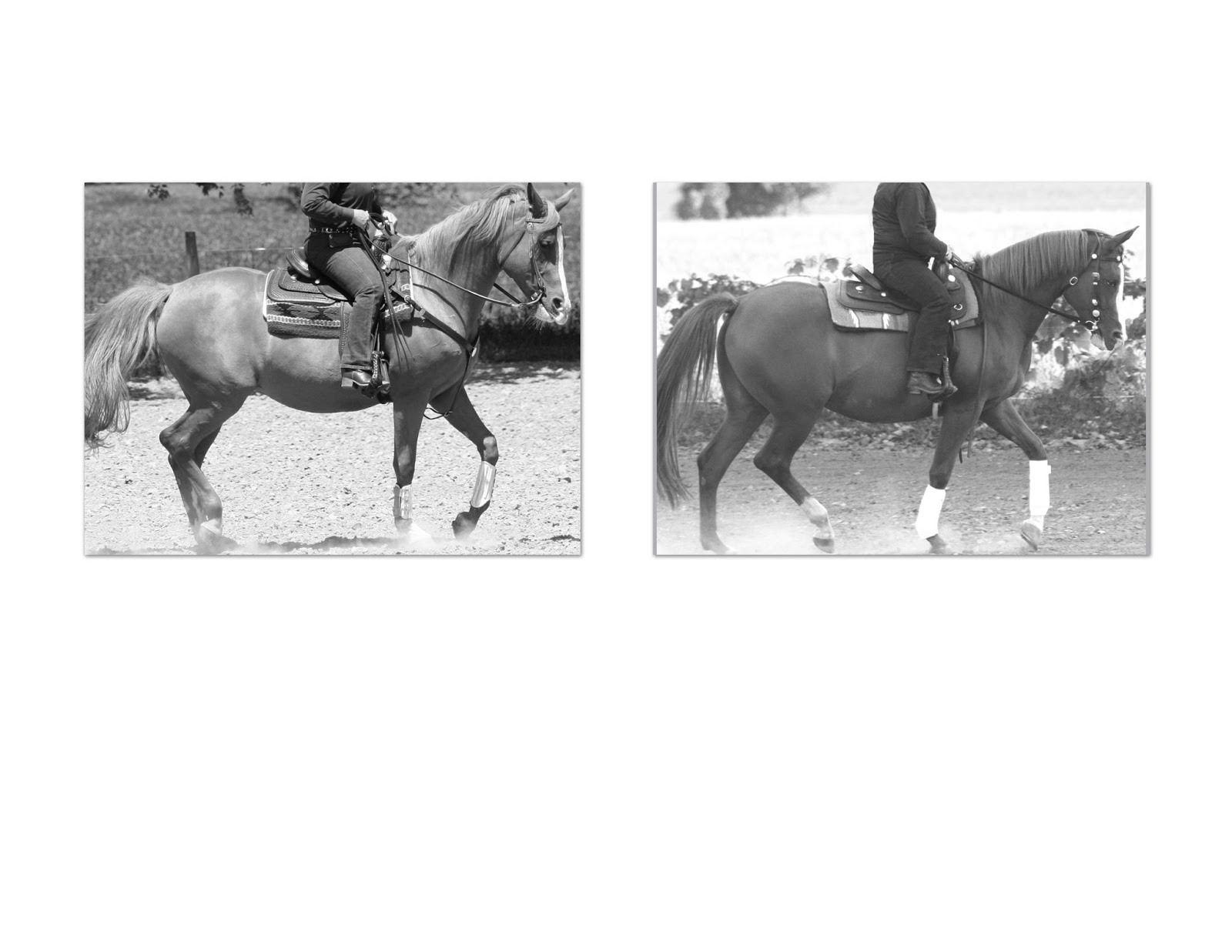 Elaine Ward Western Style Dressage: A Matter of Contact© Elaine Ward