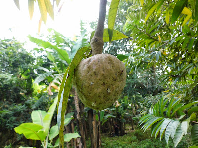 Manoa or Mulwa fruit 
