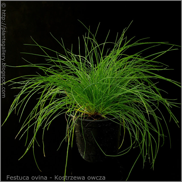 Festuca ovina habit - Kostrzewa owcza pokrój