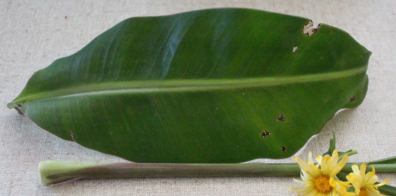 Locavore Intentions Going Bananas for the Herb