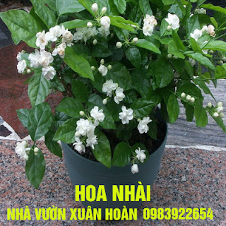 0983922654%252C%2B%2BCHUY%25C3%258AN%2BCUNG%2BC%25E1%25BA%25A4P%2BV%25C3%2580%2BB%25C3%2581N%2BC%25C3%2582Y%2BCA%25CC%2589NH%2B%2BC%25C3%2582Y%2BHOA%2BM%25C3%2594%25CC%25A3C%252C%2BC%25C3%2582Y%2BHOA%2BDA%25CC%25A3%2BH%25C6%25A0%25CC%25A3P%252C%2BHOA%2BMO%25CC%2581NG%2BR%25C3%2594%25CC%2580NG%252C%2BHOA%2BBA%25CC%25A3CH%2BTHI%25C3%258AN%2BH%25C6%25AF%25C6%25A0NG%252C%2BHA%25CC%2580M%2BTI%25C3%258A%25CC%2581U%252C%2BHOA%2BTRA%25CC%2580%25E2%2580%25A6%2B%2B%252835%2529.jpg