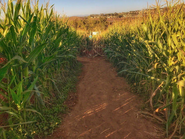 Fun Fall Corn Maze in San Diego