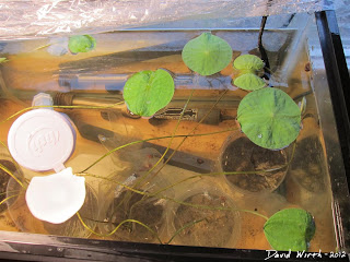 lotus leaf grow indoors, humidity, temperature, sun light
