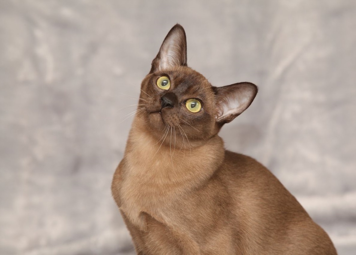 Burmese Cat Breeds Photo Species Images And Kitty Wallpaper Cat And