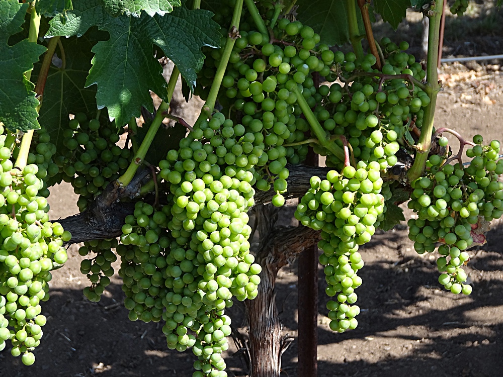 Bob on Sonoma The wine grape life cycle