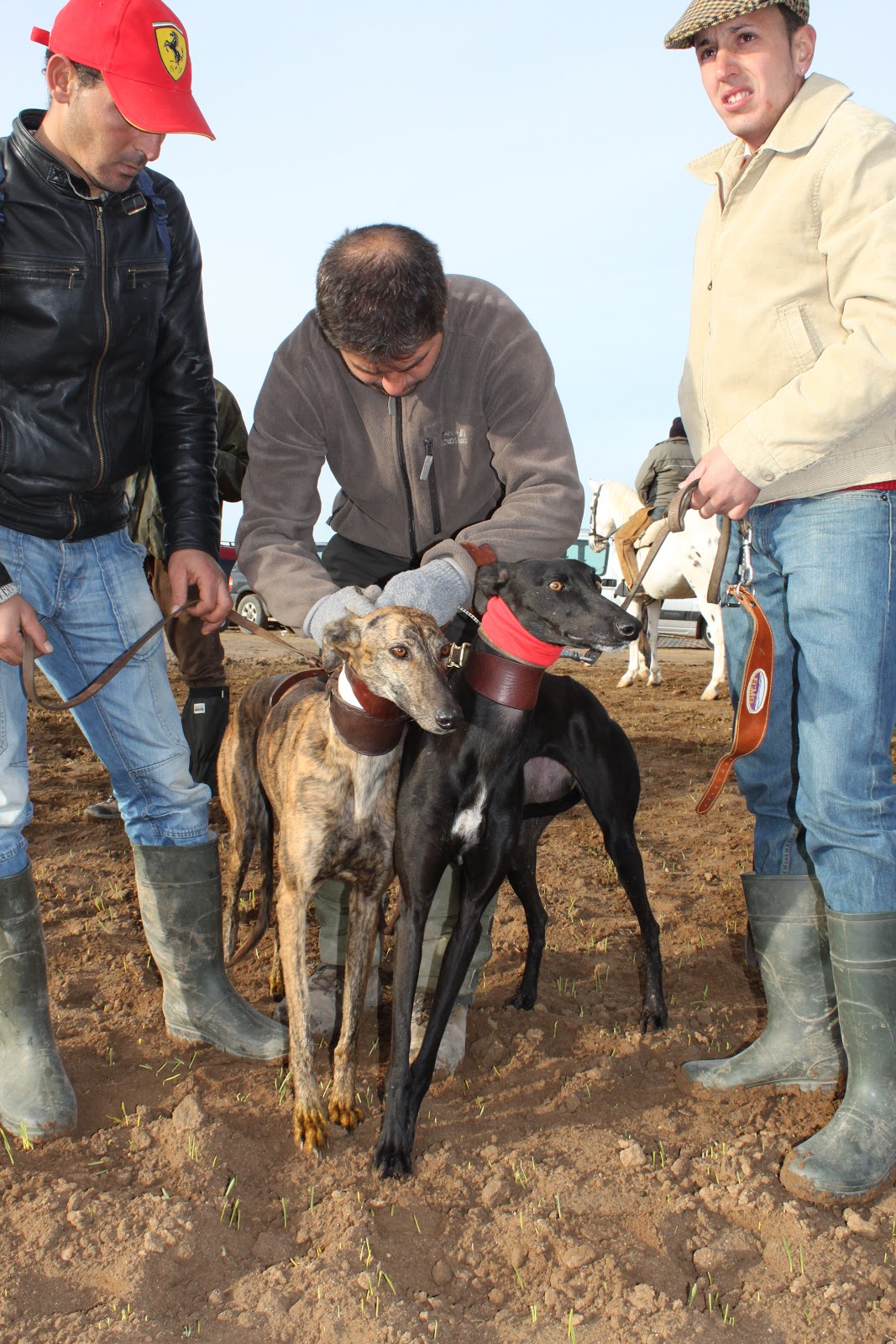 WENC75 REGIONAL DE CAZA CON GALGOS DE CASTILLA LA MANCHA
