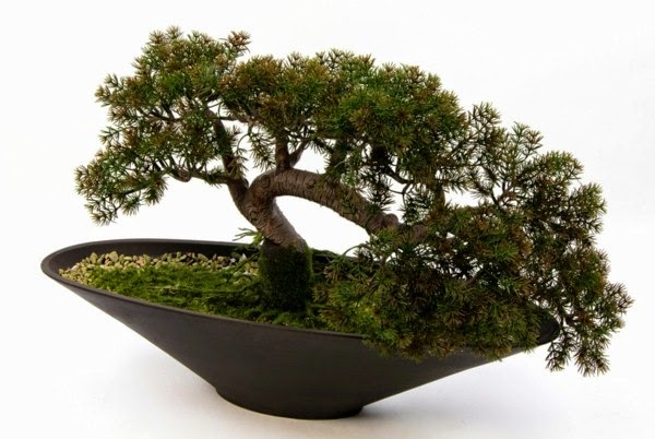 Magnificent bonsai types