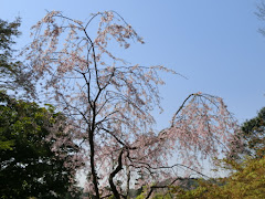 龍隠庵の枝垂れ桜