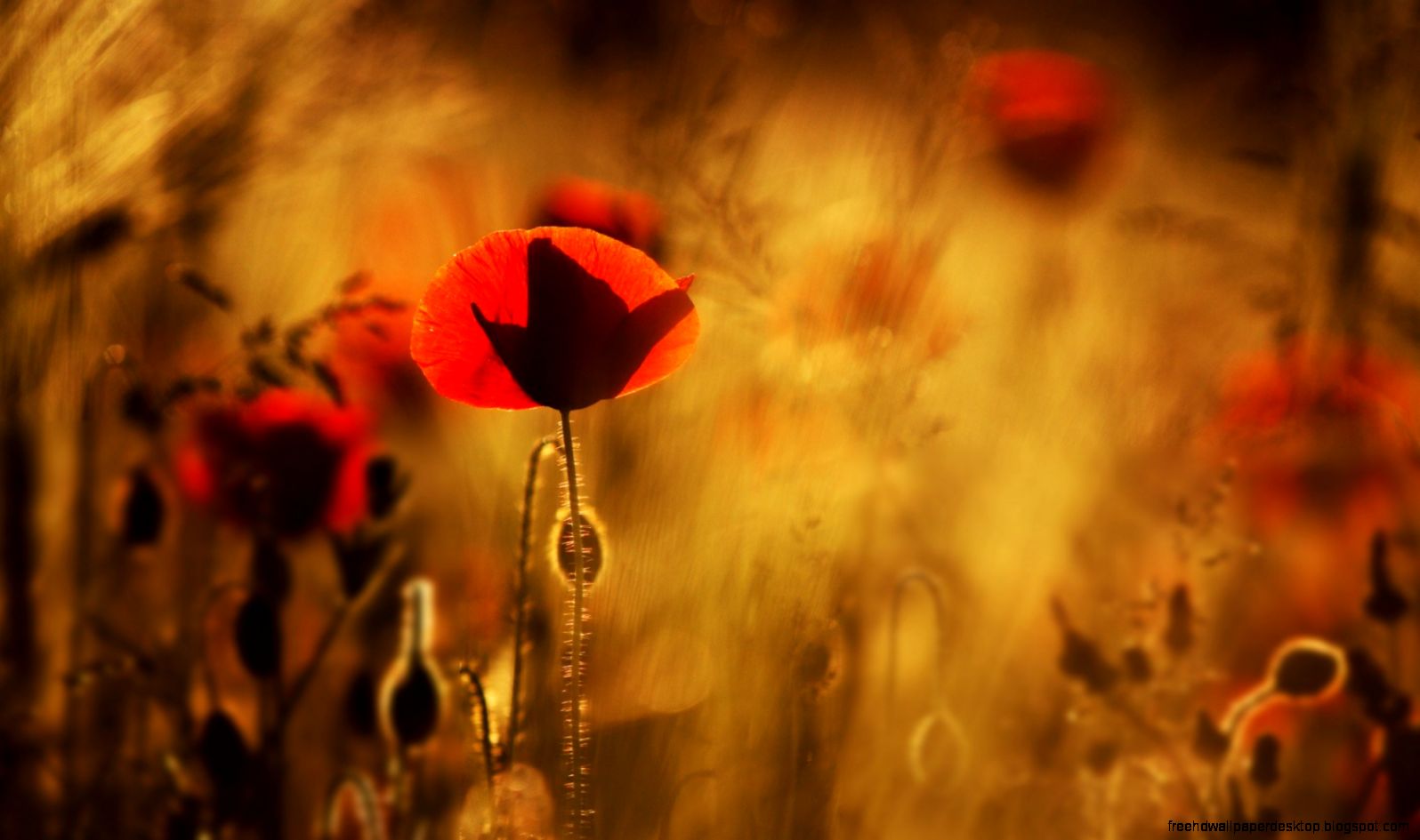 Field Poppies Flowers Nature Hd Wallpaper  Best Desktop Wallpapers