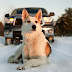Μην αφήνετε τον σκύλο σας το χειμώνα στο αυτοκίνητο!.....