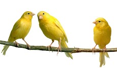 Fakta unik Burung Kenari (Serinus canaria)